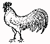 a chicken disguised as a cockrel